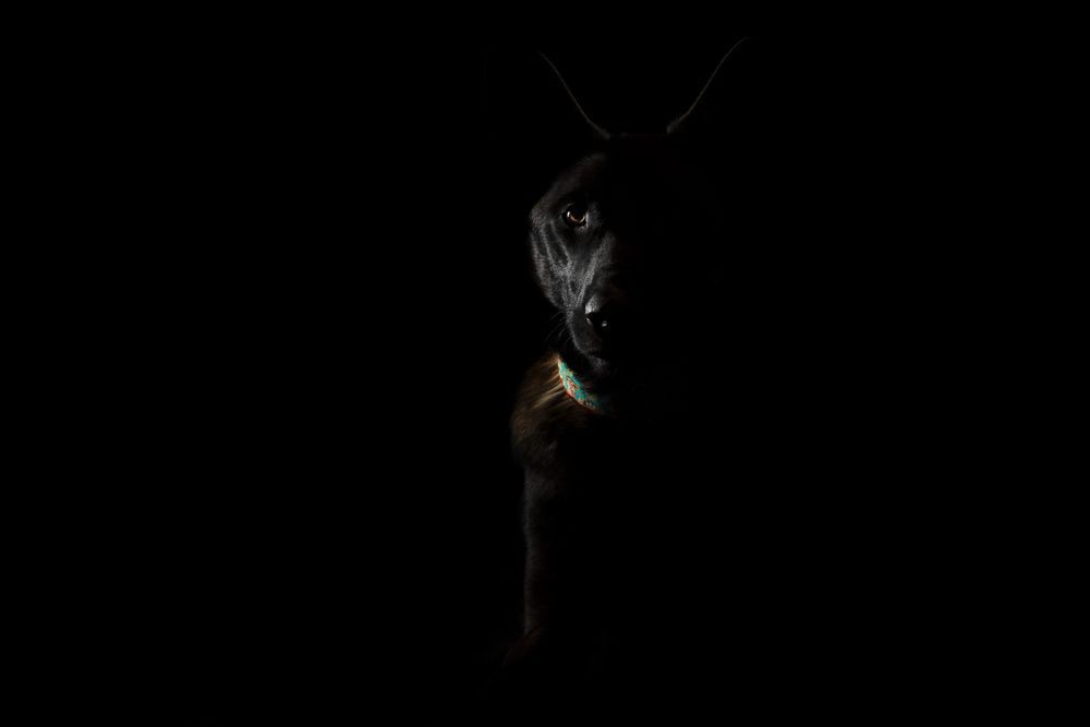 Black dog in shadow, eyes and collar illuminated.