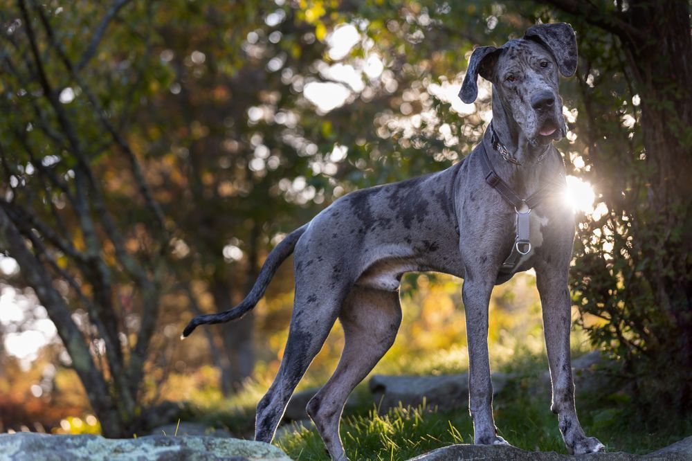 Great Dane dog in a park, spotted gray coat, standing proudly, sunlight behind him.