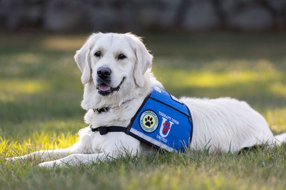 White Golden Retriever wearing a blue service vest, lying in grass, smiling.
