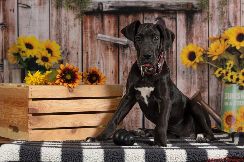 Black Great Dane puppy with a white chest marking, sitting on a black and white blanket near sunflowers.
