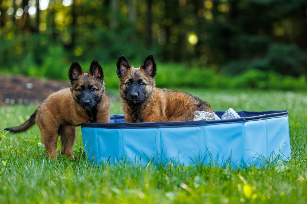 Two Belgian Malinois puppies by a blue wading pool in grass.