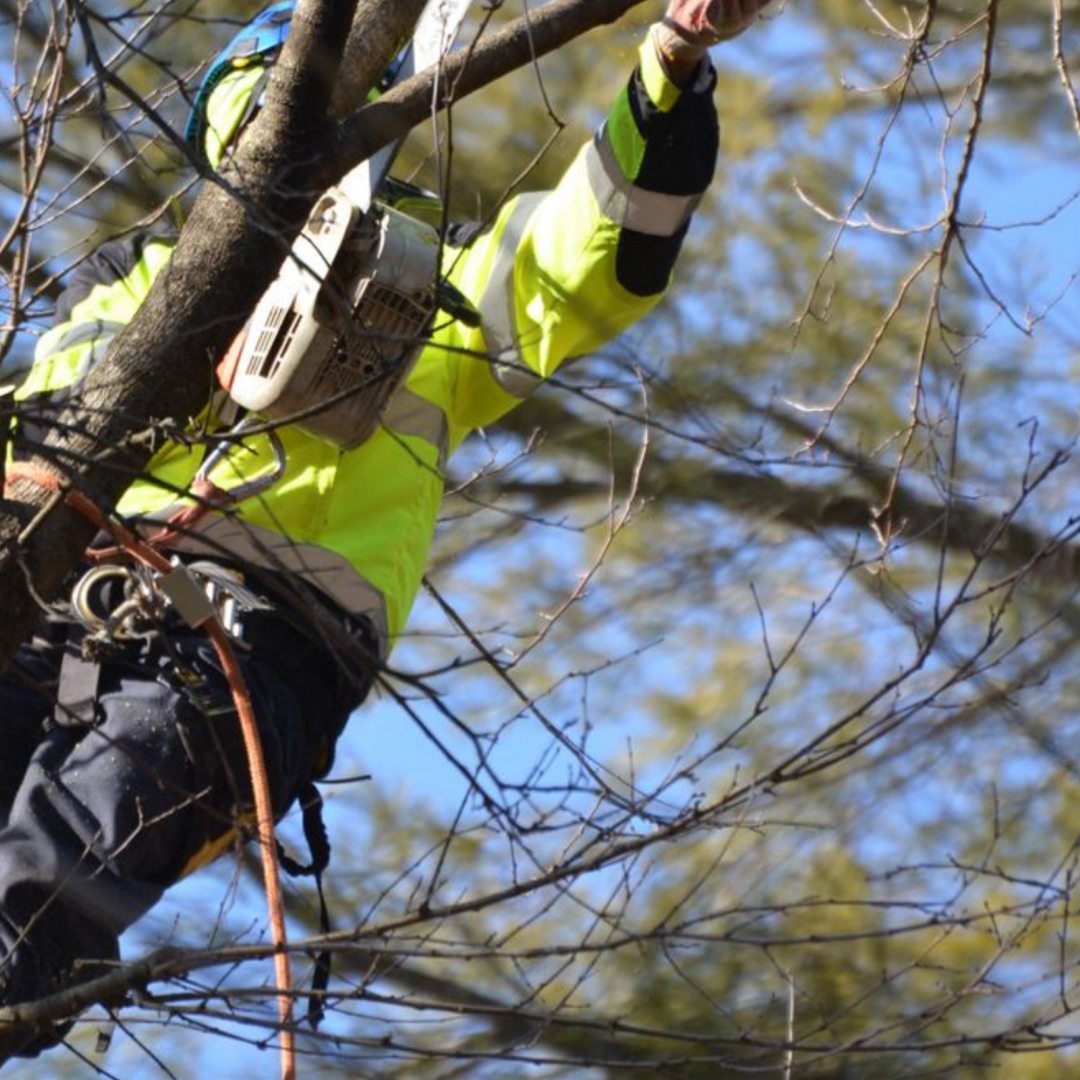 tree pruning Gaithersburg MD, tree care Montgomery County, professional tree trimming, tree maintena