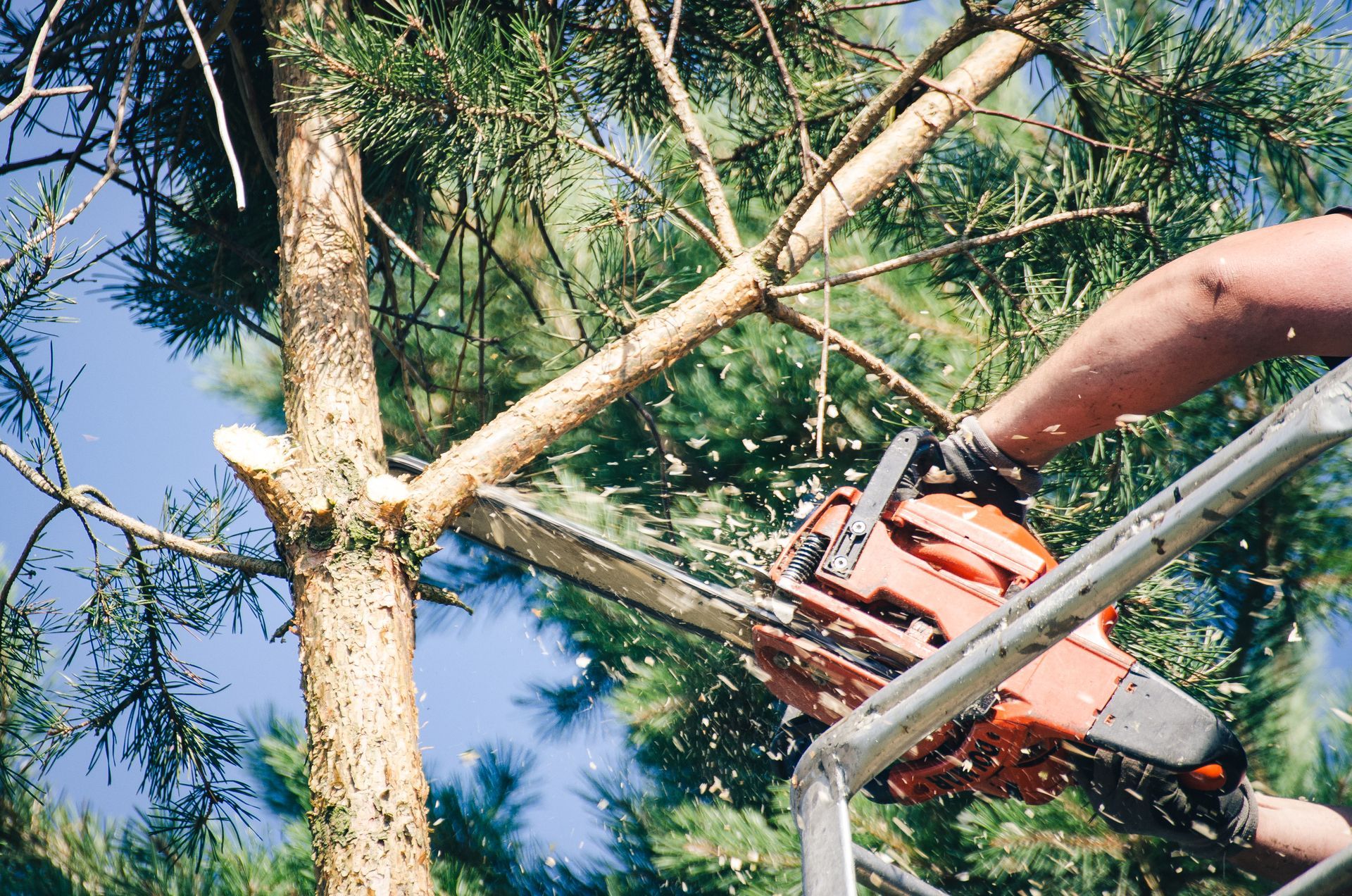 tree removal Gaithersburg MD