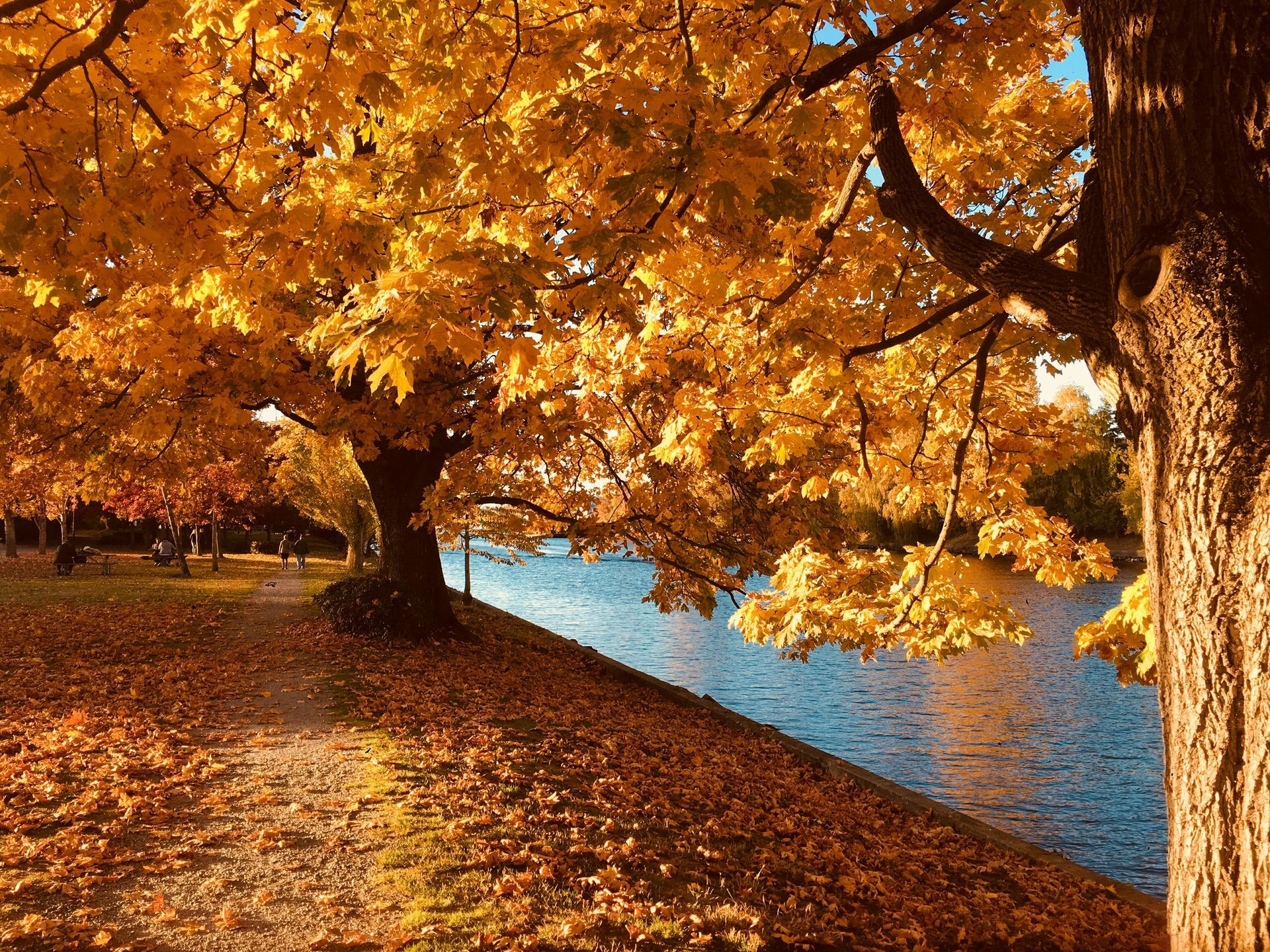 fall tree trimming Maryland, tree pruning Gaithersburg MD, fall tree maintenance, Montgomery County 