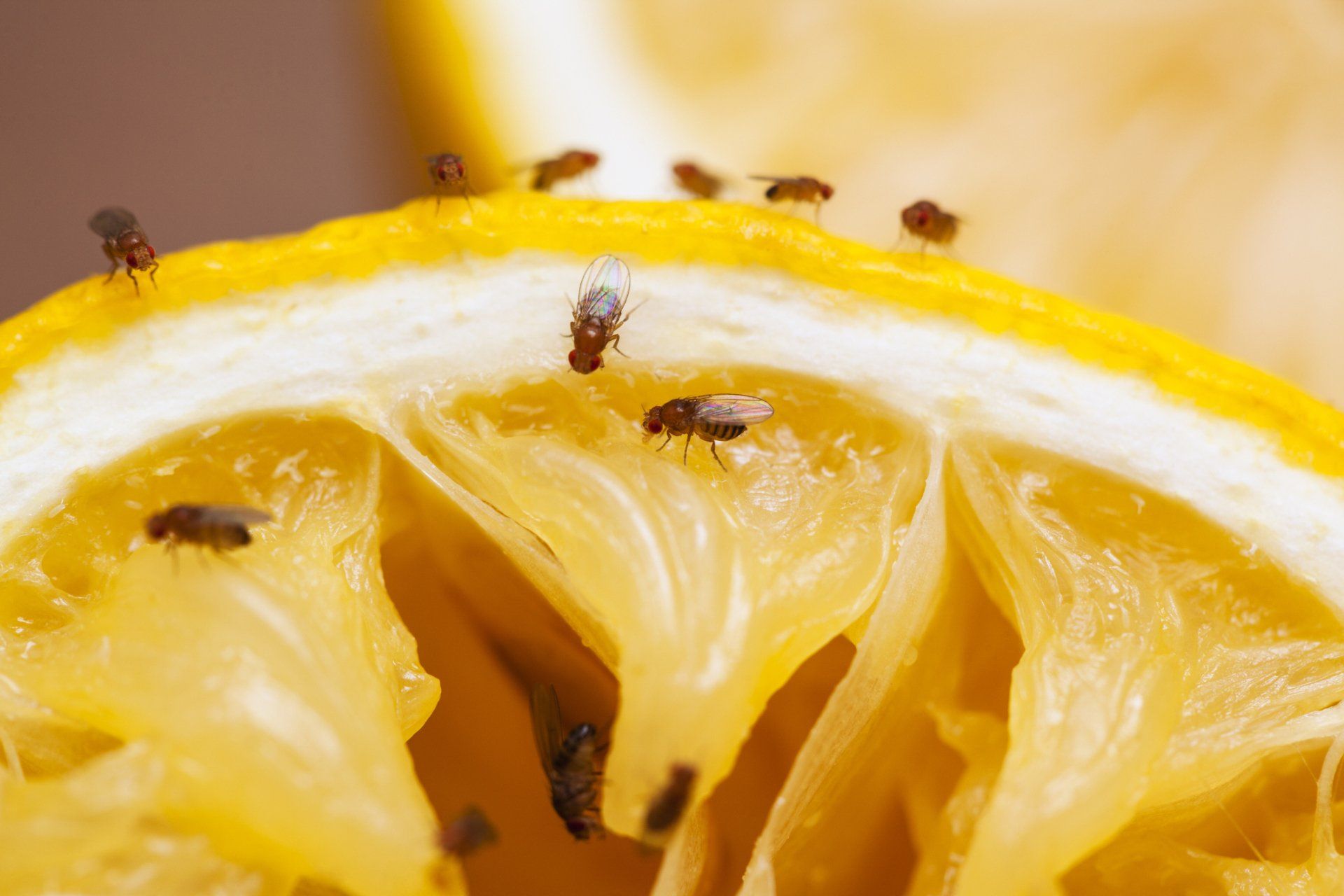 Bugs crawling on a cut orange