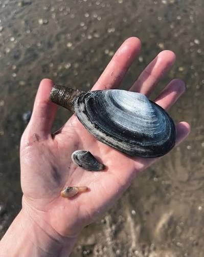 Softshell clam held in a hand on a Maine shoreline