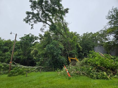 Tree-cutting scene with a fallen tree, yellow excavator, and orange cones in a grassy yard