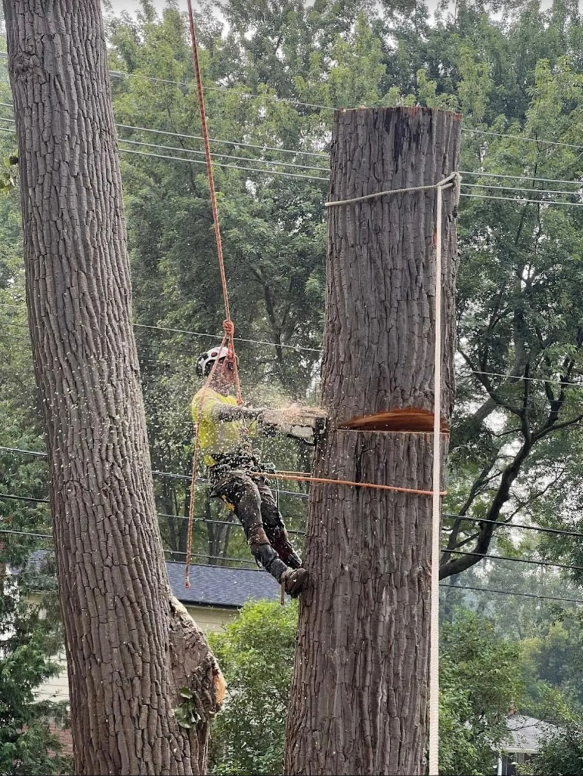 Climber in safety gear ascending a rope between two tree trunks in a wooded area