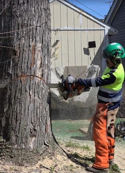 Worker in helmet and orange chaps using a chainsaw to cut a tree trunk beside a house