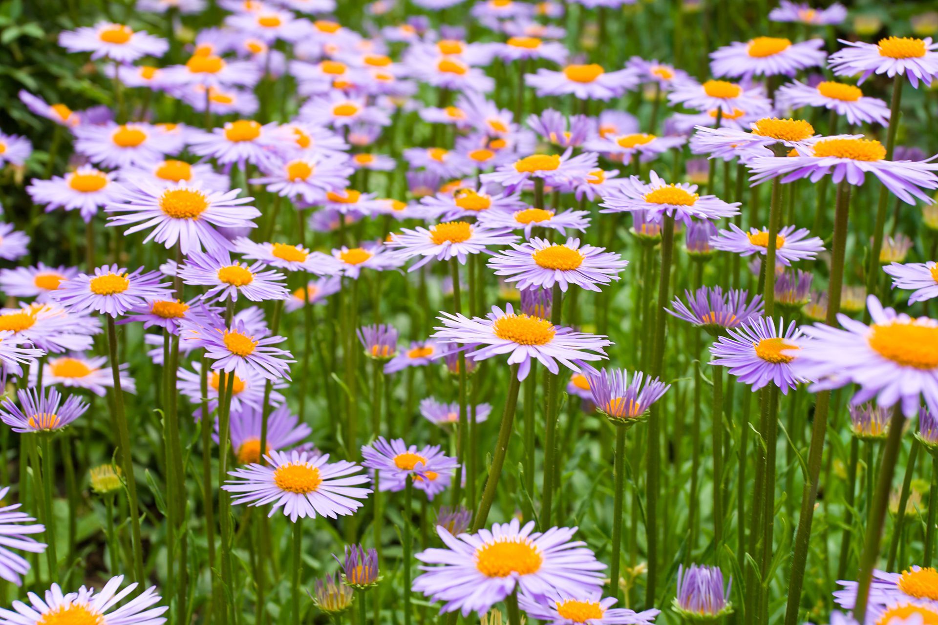 Field of light purple daisies with yellow centers and green stems, filling the frame.
