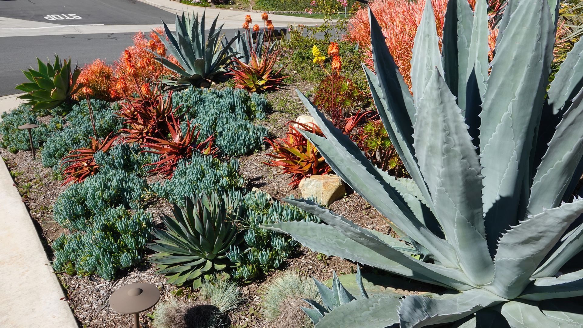 Succulent garden with blue-green and orange plants, including agave and aloe, in a sunny setting.