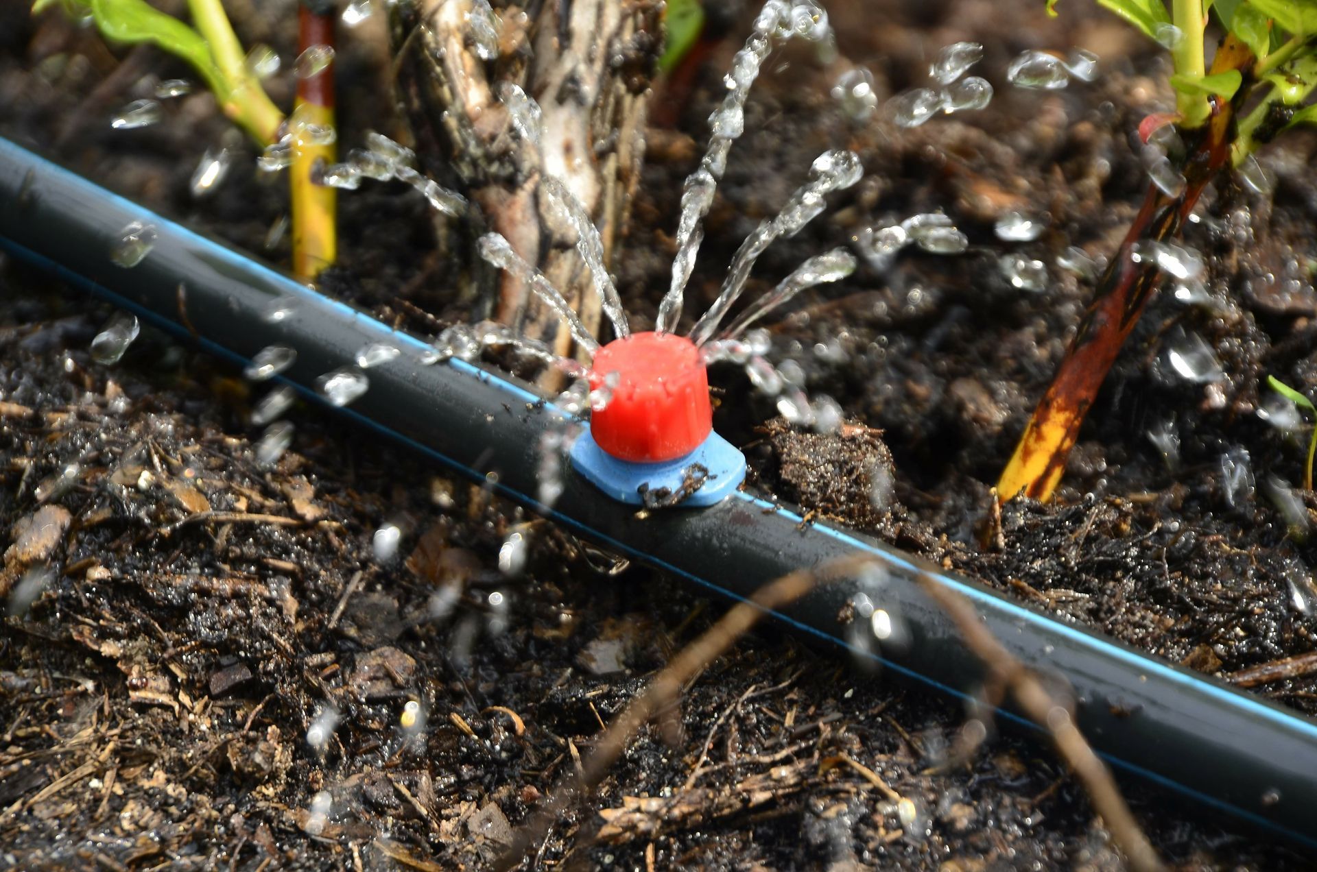 Drip irrigation system spraying water onto dark soil. Red and blue sprinkler attached to black tubing.