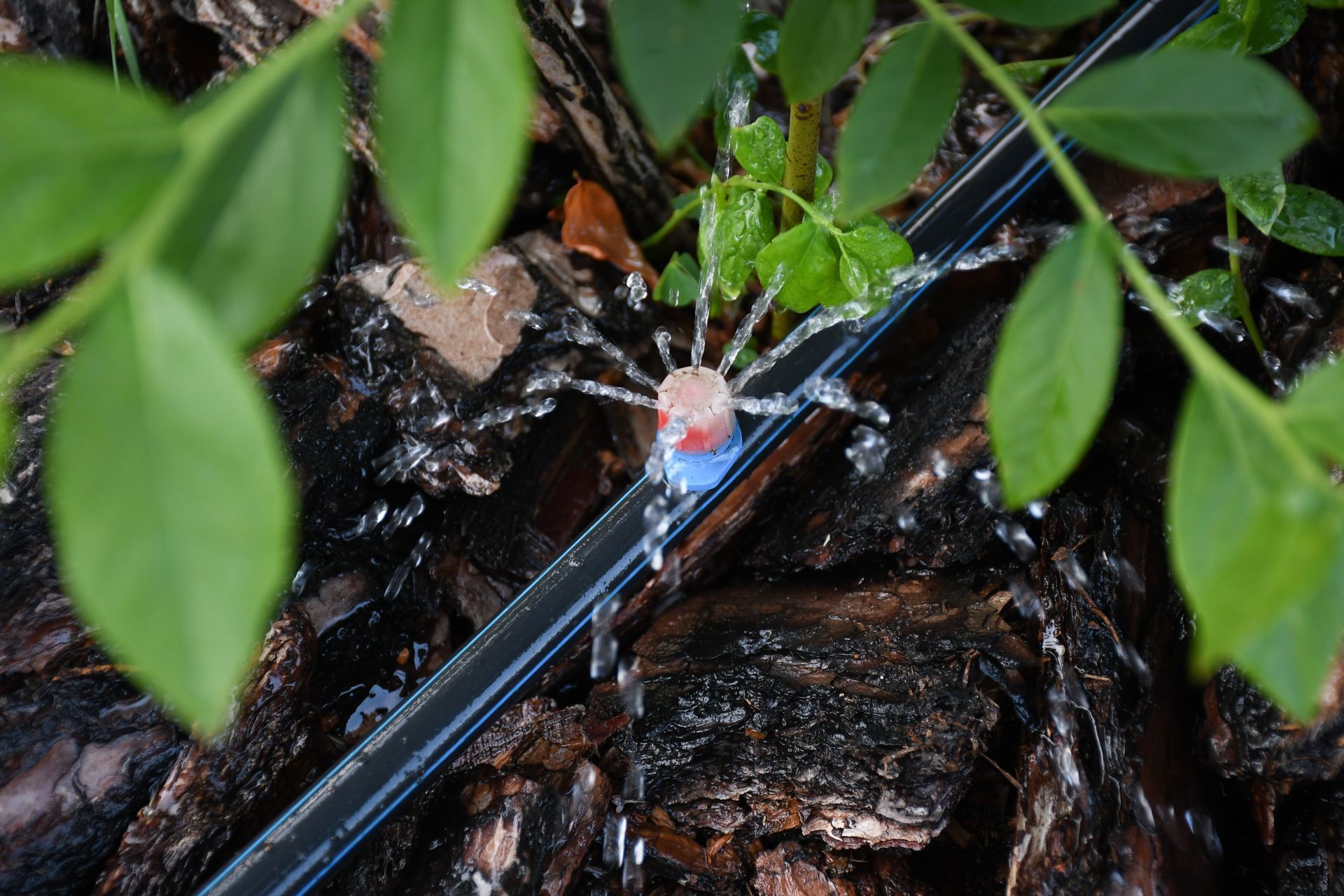 Drip irrigation watering plants, with water spraying from the black tubing onto dark mulch. Drip irrigation watering plants, with water spraying from the black tubing onto dark mulch.