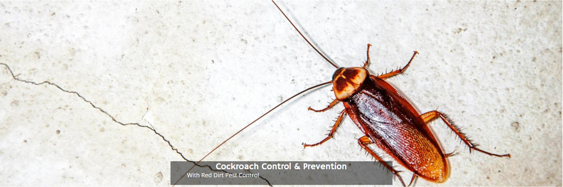 A brown cockroach stands on a pale, textured surface, next to a small text box labeled