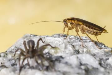 A cockroach stands on a textured grey rock near a blurry spider in the foreground against a soft, yellow background.