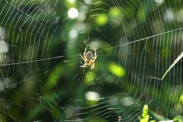A brown garden spider sits in the center of a circular orb web against a blurred, leafy green background.