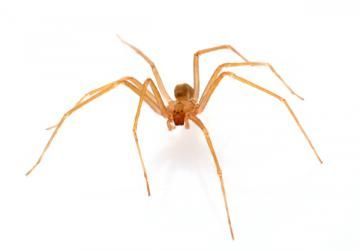 A tan brown recluse spider seen from a top-down angle against a plain white background.