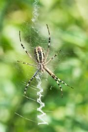 A yellow-and-black striped orb-weaver spider resting on a zig-zag patterned web against a soft green background.