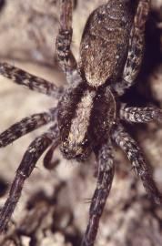 A close-up, top-down view of a brown wolf spider with patterned, hairy legs resting on a textured, bark-like surface.