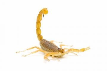 A light brown scorpion with its tail curled upward and stinger forward, isolated against a white background.