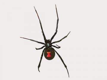 A black widow spider with a shiny black body and a bright red hourglass-shaped marking on its abdomen.