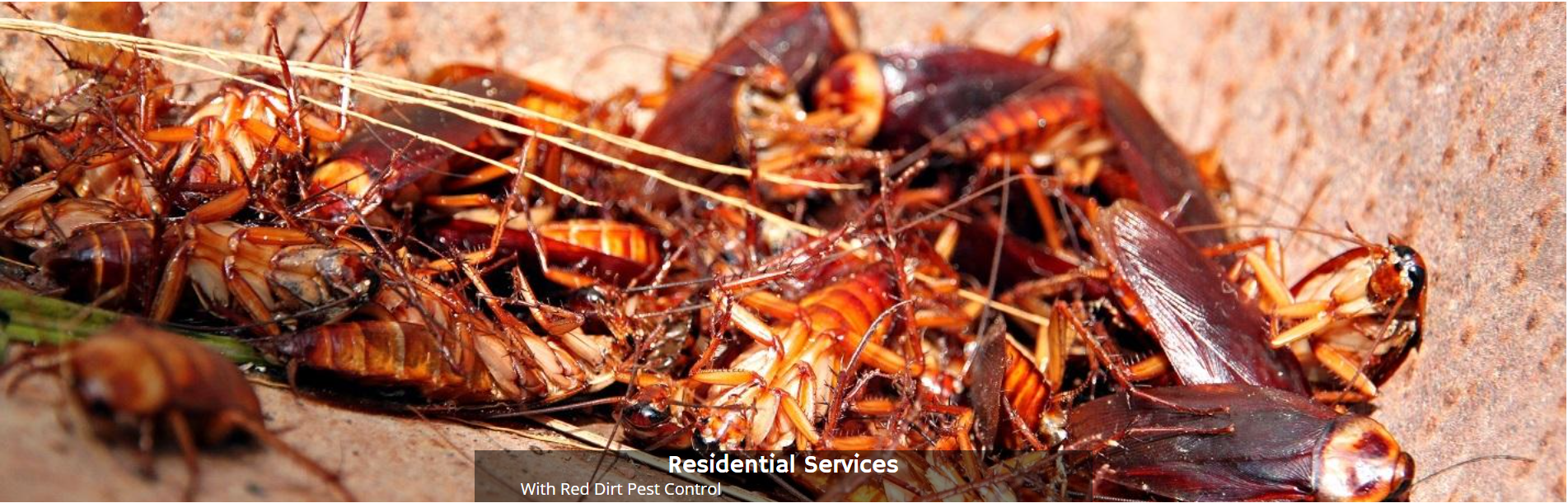A dense cluster of many cockroaches of varying sizes and shades of brown, gathered on a textured surface.