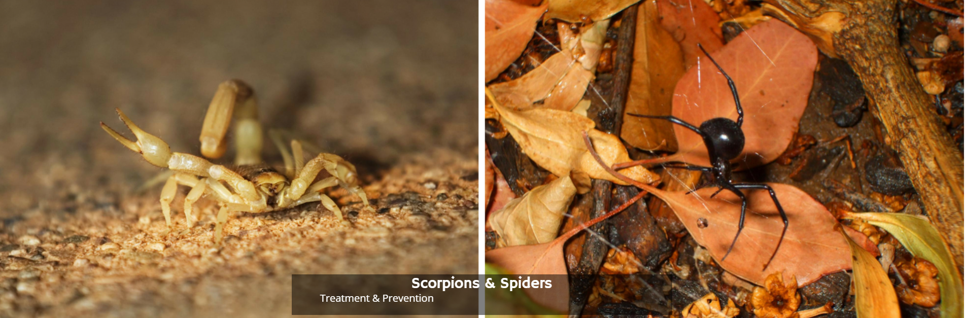 A split-screen showing a pale scorpion on sand and a black spider on brown leaves, labeled Scorpions & Spiders.