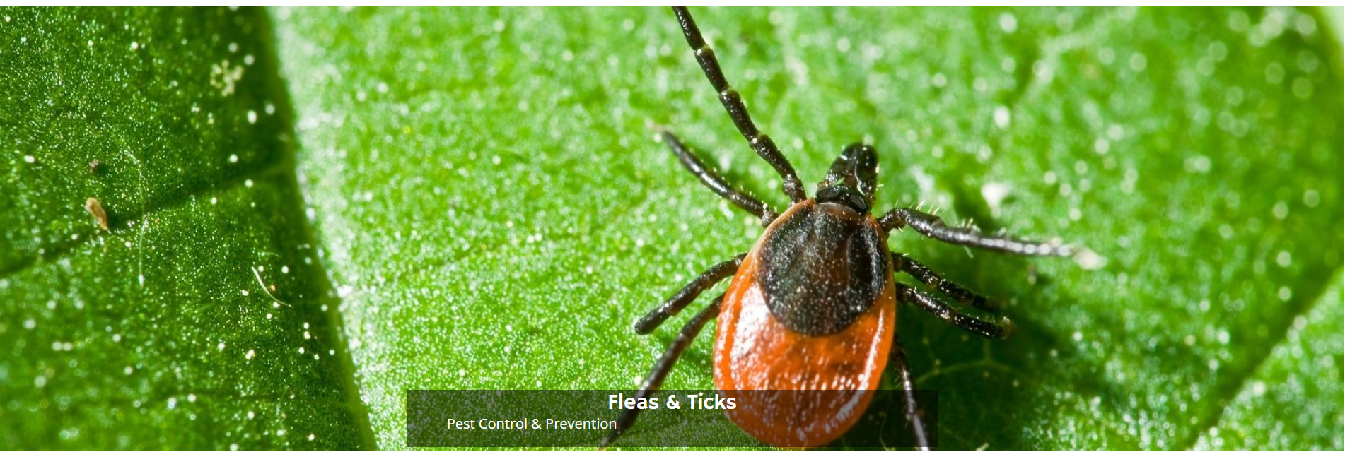A black-legged tick with a red body resting on a bright green leaf.