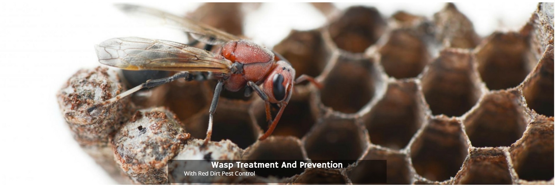 A red-bodied paper wasp rests on a papery honeycomb nest against a white background.