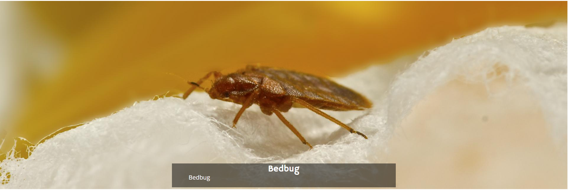 A brown bed bug crawling on a white, textured surface.