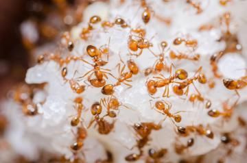 A swarm of small, reddish-brown ants clustered together, crawling over a white, grainy substance.