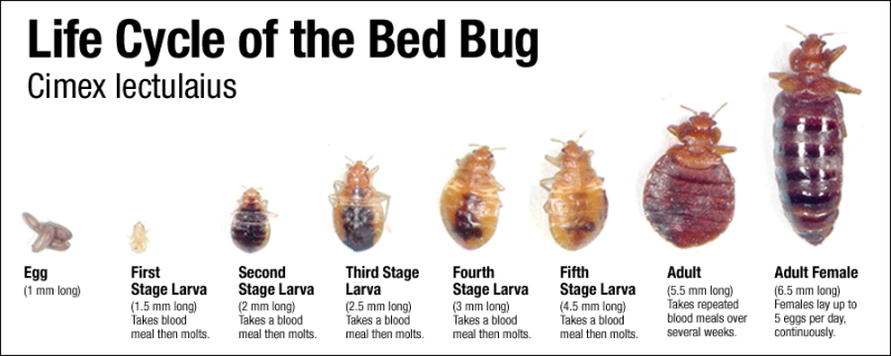 A graphic showing the eight stages of the bed bug life cycle, from egg to adult female, with their respective sizes.