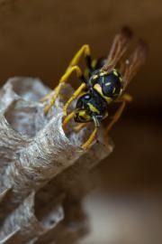 A yellow and black paper wasp perches on the edge of its papery, honeycomb-like nest.