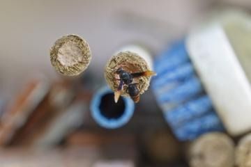 A solitary black wasp perched at the opening of a hollow reed in a bee hotel structure.