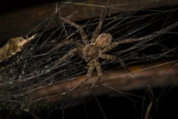 A brown, patterned spider rests in the center of its silken web against a dark, textured background.