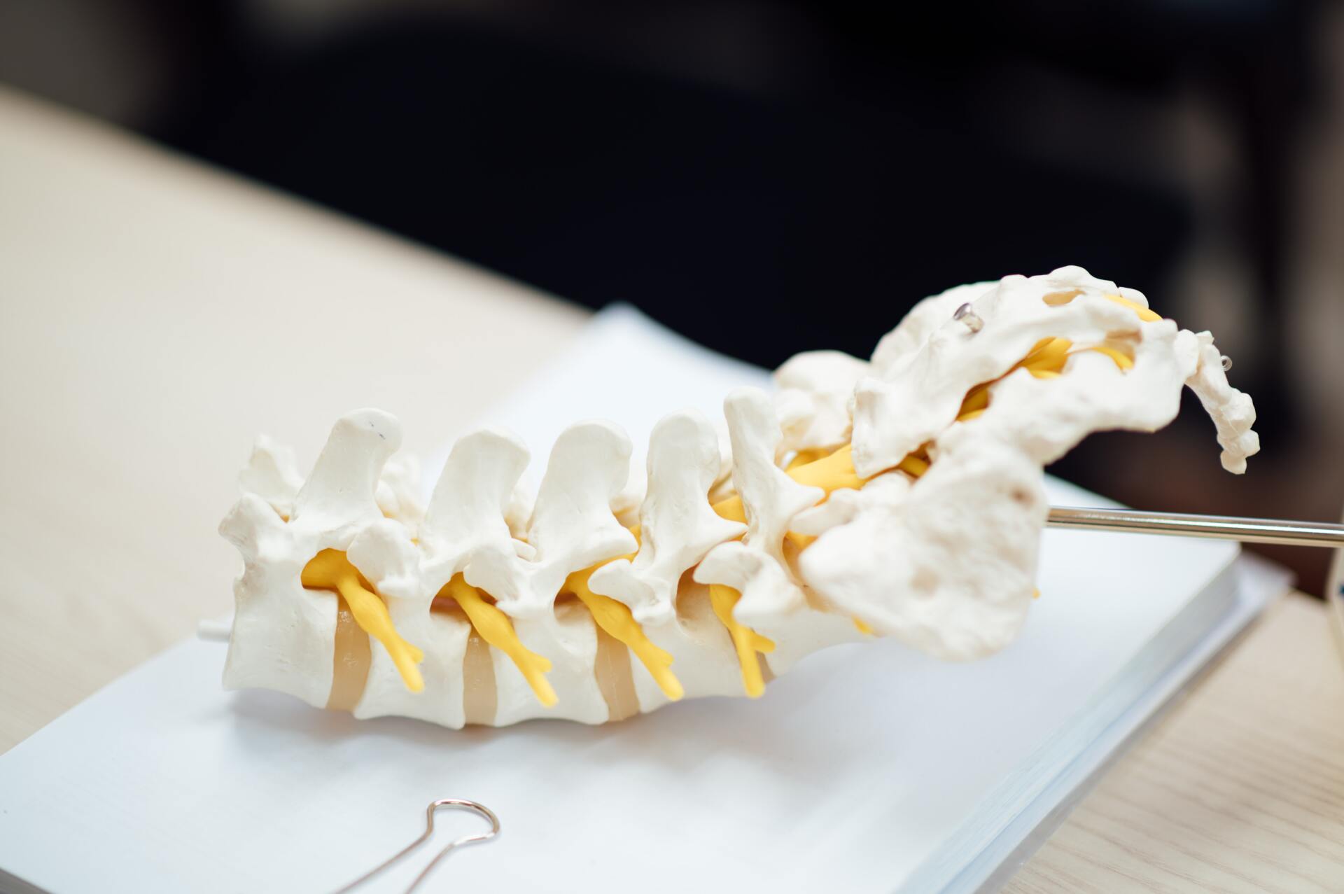 Section of a fake spine on a table