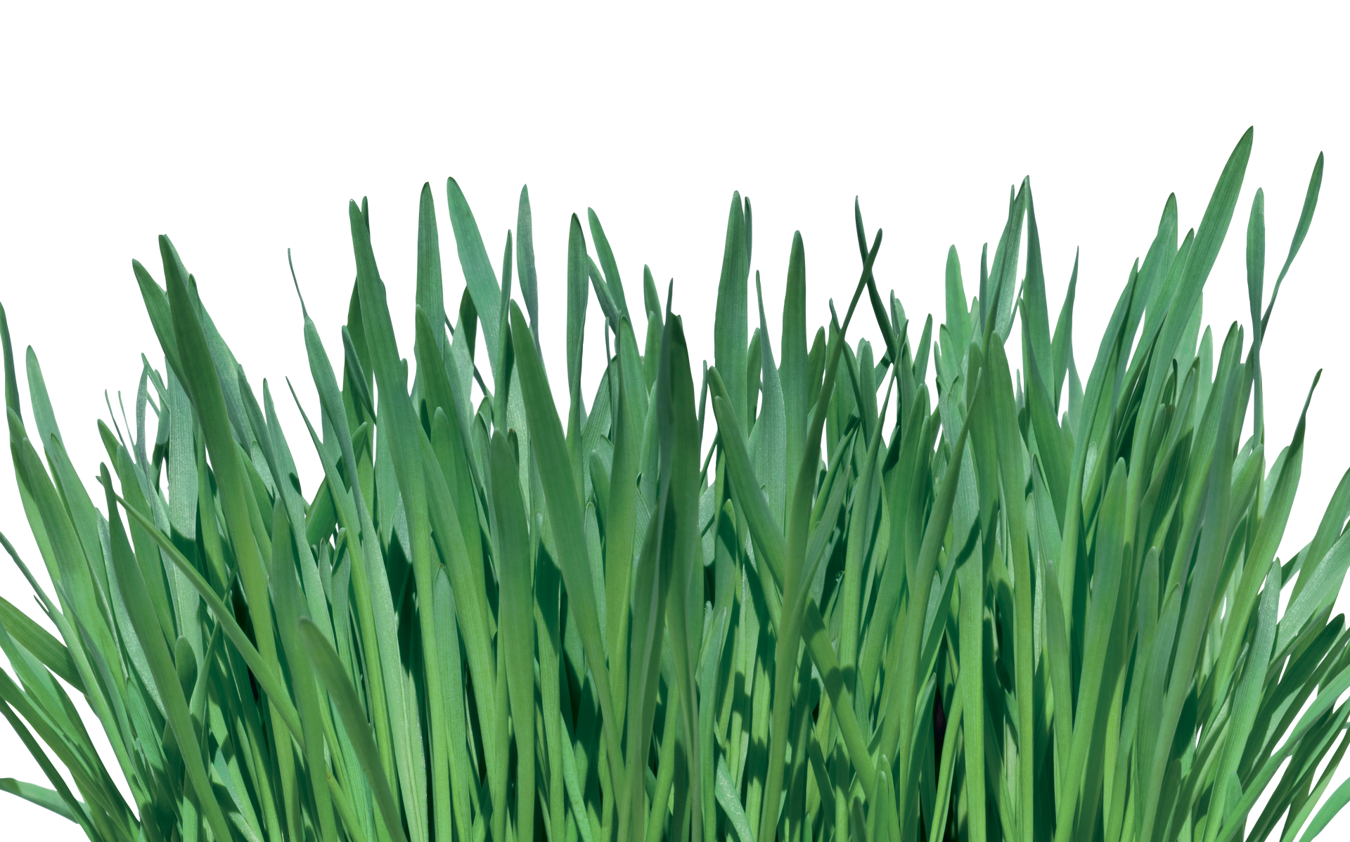 A bunch of green grass growing on a white background.