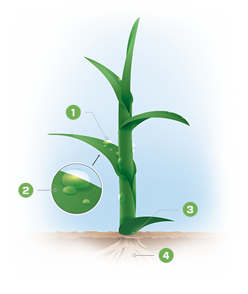 A diagram showing the parts of a plant growing from the ground.
