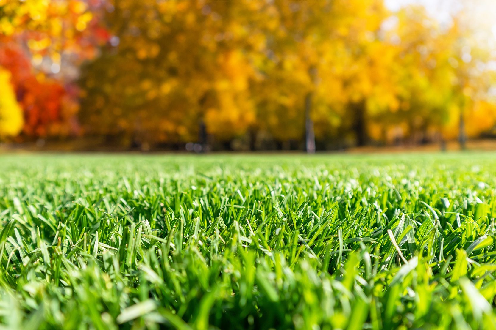 A close up of a lush green field with autumn trees in the background.