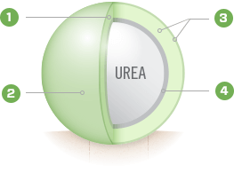 A diagram of a sphere with the word urea on it