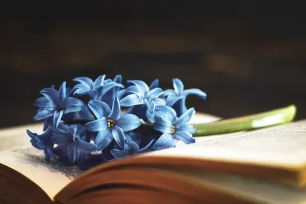 Blue flowers resting on an open book, softly lit against a dark background