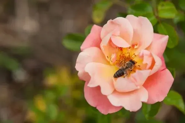 Bee on a peach-pink rose blossom in a soft-focus garden