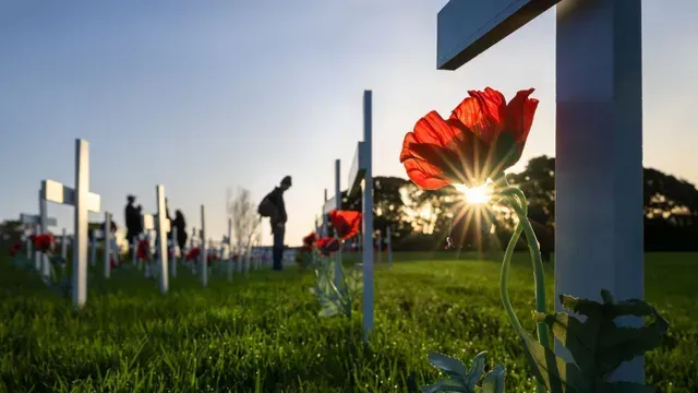 Red flower in a cemetery with white headstones at sunset, sun shining through petals