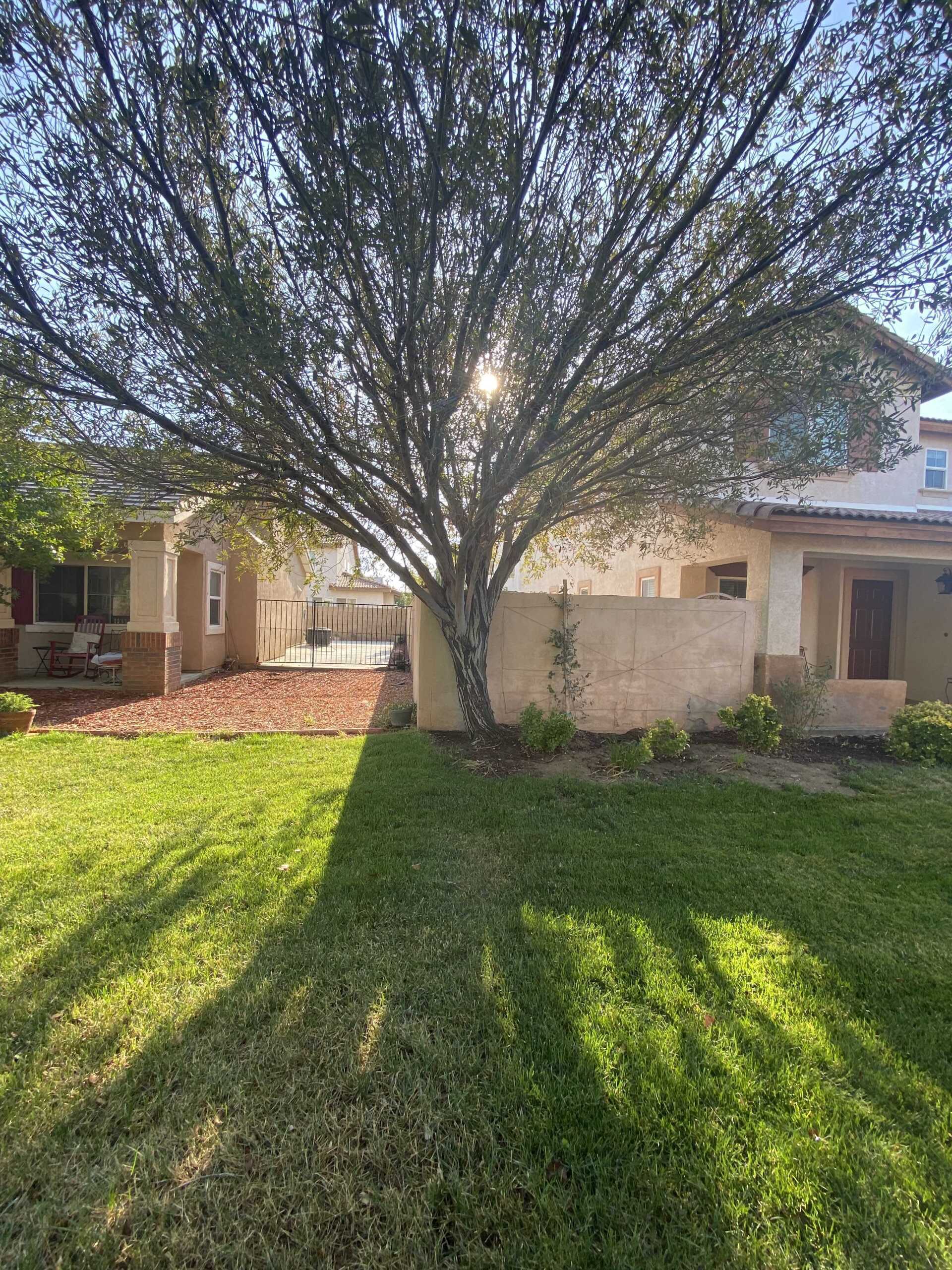 A house with a large tree in front of it.