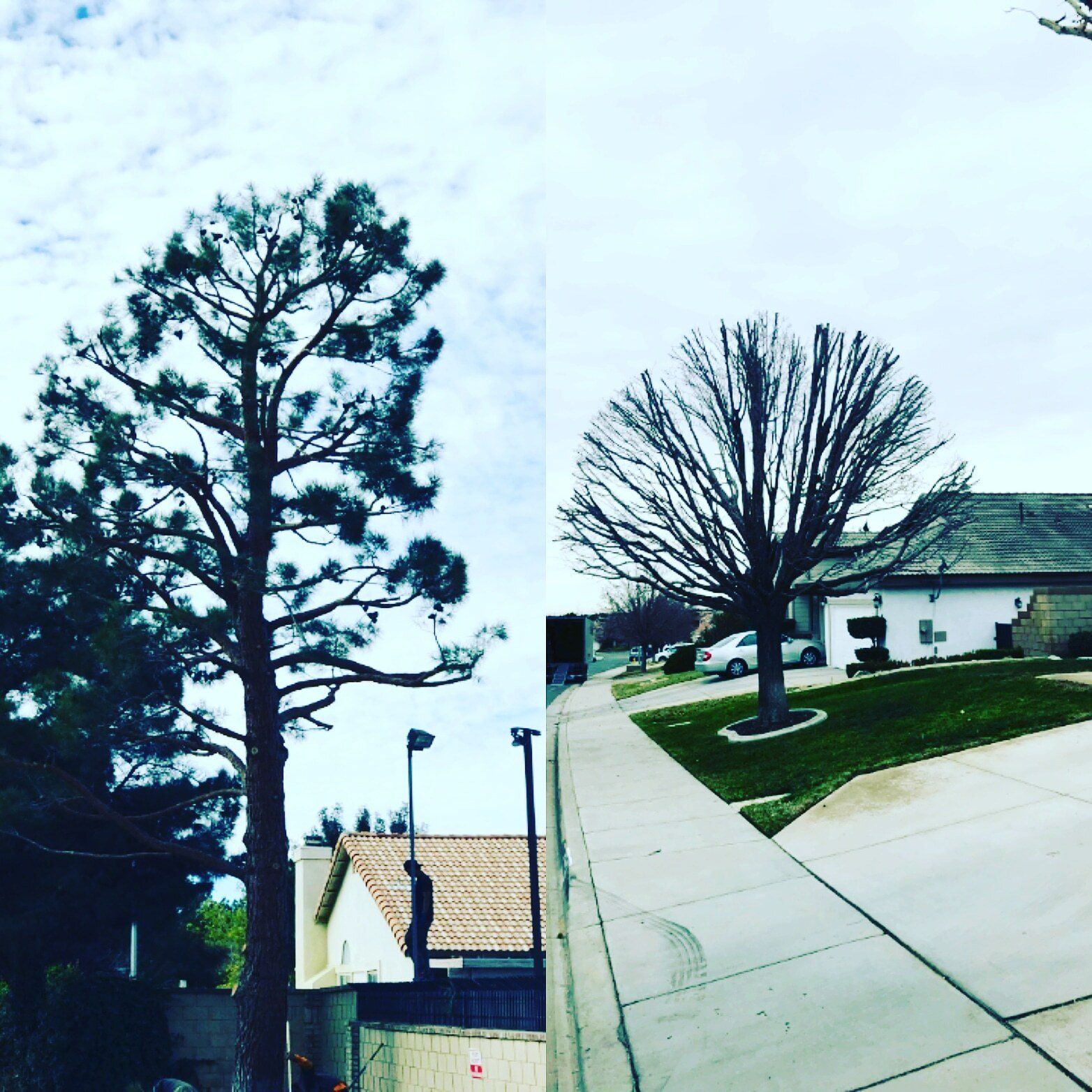 A sidewalk with a few trees and a house in the background