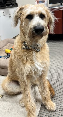 Scruffy tan dog sitting on carpet indoors, wearing a patterned collar.