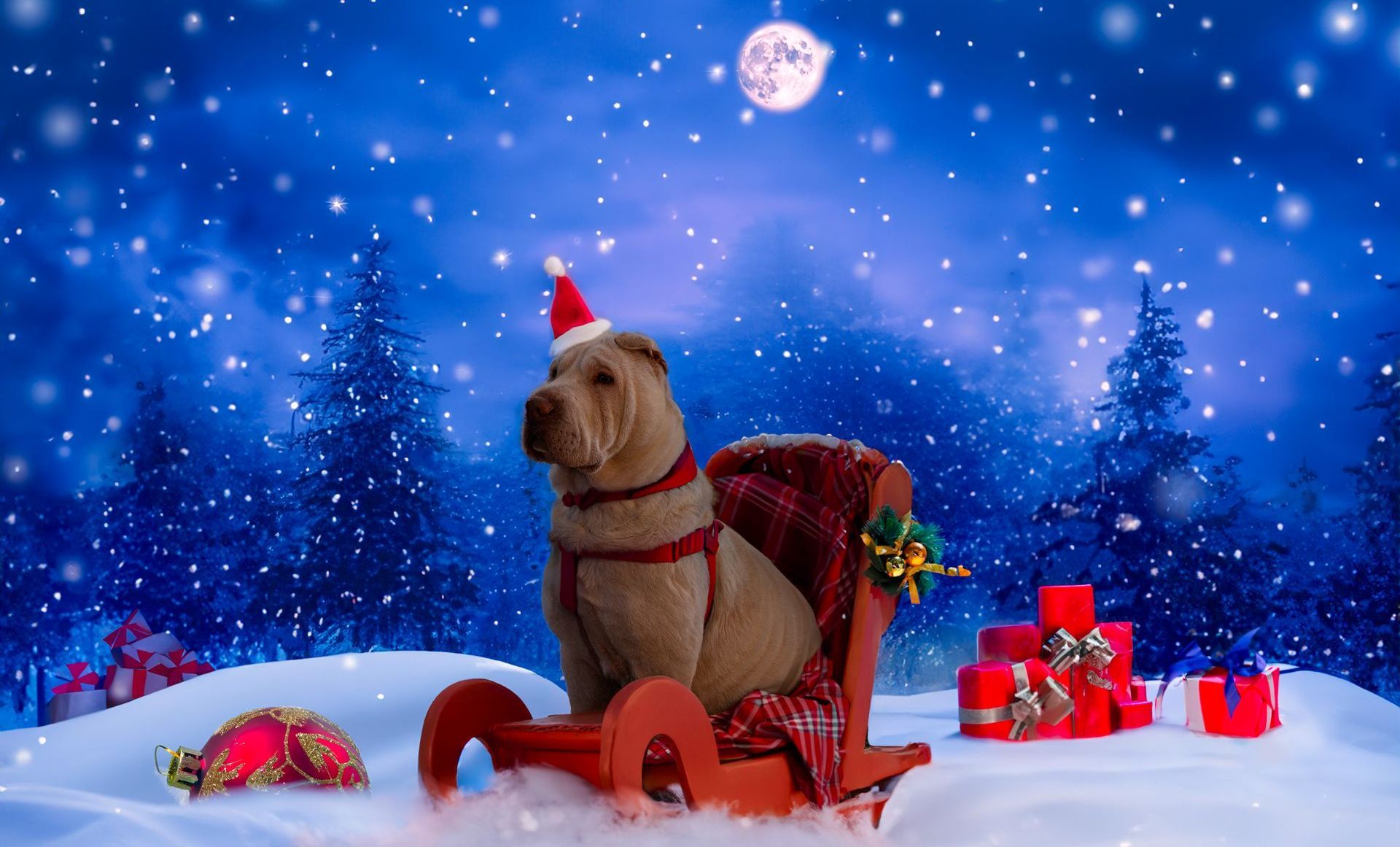 A dog wearing a santa hat is sitting in a sleigh in the snow.