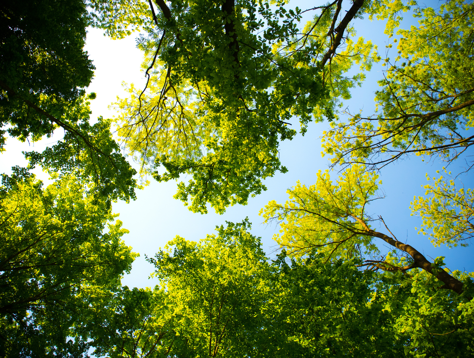 Growing a Legacy, One Tree at a Time