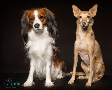 Hicks Kooikerhondje und Dobby Podenco Andaluz, F-Wie-Foto