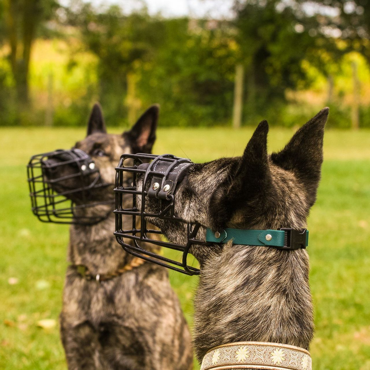 Zwei Hunde mit Maulkörben stehen im Gras